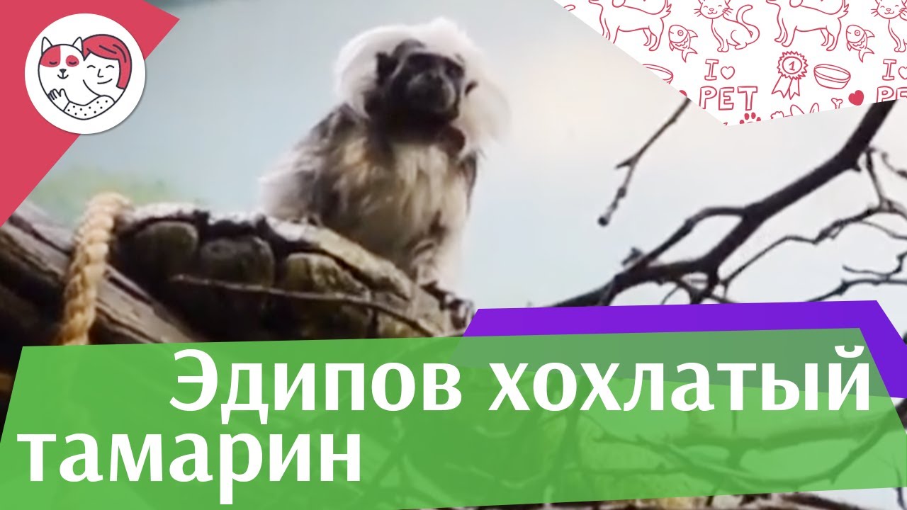 Эдипов хохлатый тамарин Размножение на ilikepet