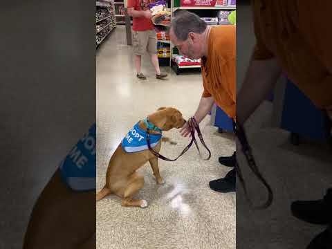 North Star, an adopted Retriever & Terrier Mix in Joliet, IL_image-1