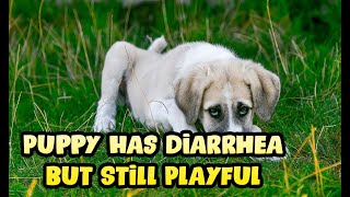 What to Do If Your Puppy Has Diarrhea but is Still Playful