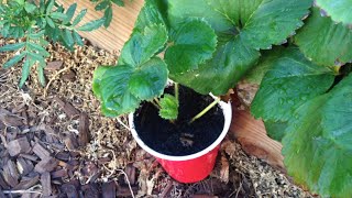 How to Manage Strawberry Runners - Square Foot Gardening