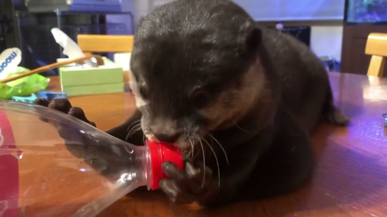 リュウスケッチ  パンチは便利なリサイクル屋さん