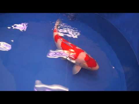 Superior Champion 2016 All Japan Koi  Show