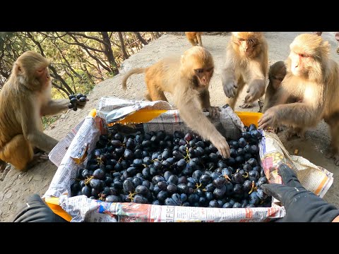 This is how monkeys eat black grapes || feeding black grapes and banana to hungry monkeys