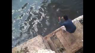 preview picture of video 'Hooked barramundi gives an easy slip. Fishing spot N4 near (kasimedu / Royapuram) chennai ('