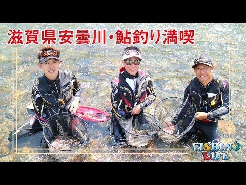 若鮎にデカ鈎？滋賀県安曇川で初期の若鮎入れ掛かり！