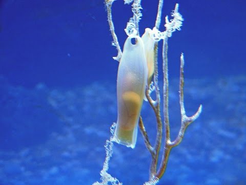 Embrione di "Gattuccio" nel suo uovo - "Small-spotted Catshark" embryo inside the egg