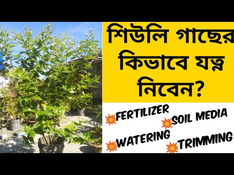 How to grow and care shiuli flower plant || Plants & Gardening.