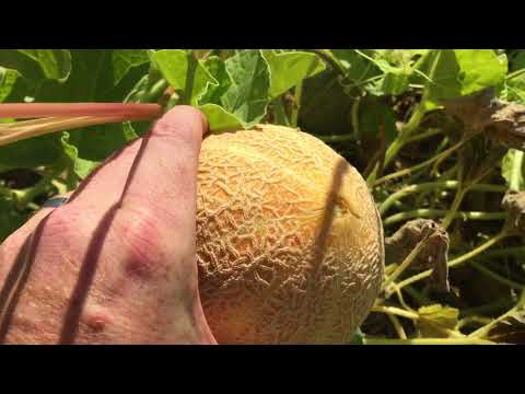 1st YouTube video about when are cantaloupes in season