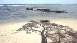 preview picture of video 'Gay Kauai Travel shows Kauai Monk Seals'