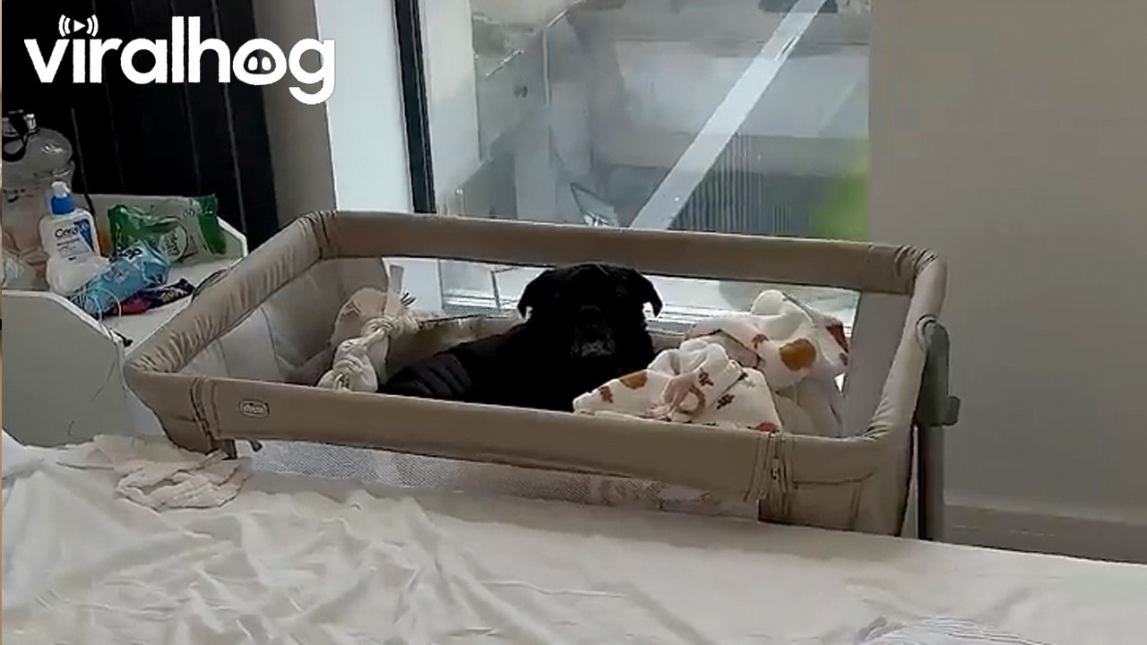 Clementine Can't Have Anything of Her Own || ViralHog