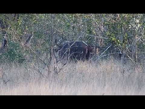 Djuma: Impalas and Nyala bull - 16:57 - 08/26/2022