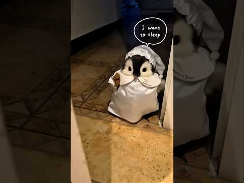 The little penguin wants to sleep with me #cute #adorable #penguin #babyanimals #fluffy #cuteanimal