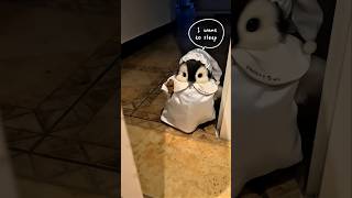 Download lagu The little penguin wants to sleep with me #cute #adorable #penguin #babyanimals #fluffy #cuteanimal mp3 Download lagu The little penguin wants to sleep with me #cute #adorable #penguin #babyanimals #fluffy #cuteanimal mp3