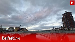 Starling murmurations thrive in Belfast after light pollution reduced