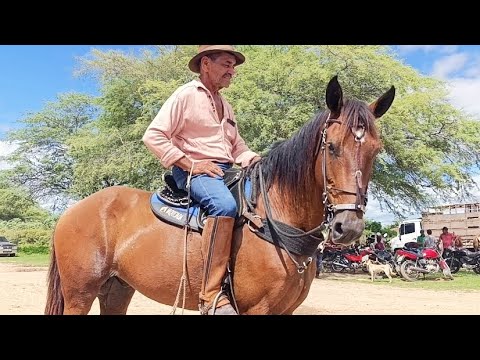 Top 8 melhores Cavalos da feira de Altinho Pernambuco #cavalo