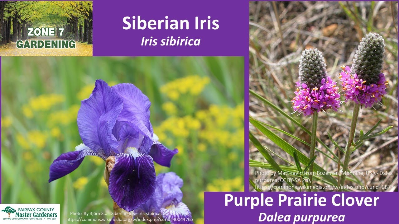 Zone 7 Gardening: Siberian Iris, Purple Prairie Clover