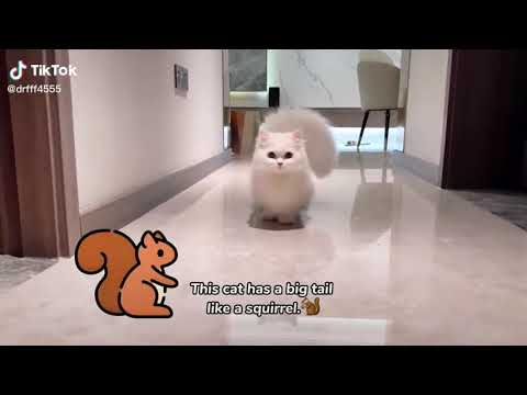 Cute and Funny Cat Videos to Keep You Smiling! 😂😹   Meow Meow