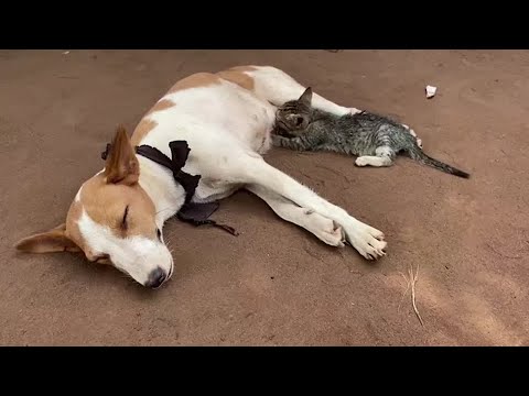 ナイジェリアで子猫が授乳中の犬を吸う (Kitten suckles nursing dog in Nigeria)