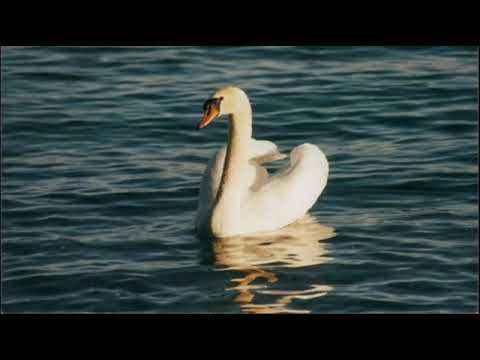 Hausmusik: Schwanen Sang (Video - Erstveröffentlichung: 13. August 2016)