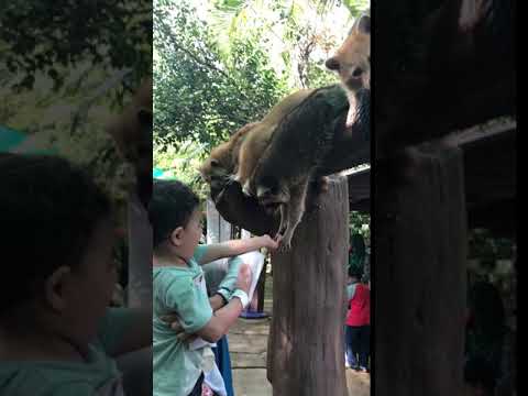 FEED THE RACCOON AT FARM IN THE CITY