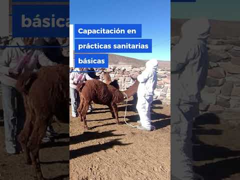 Saneamiento Animal en Puna