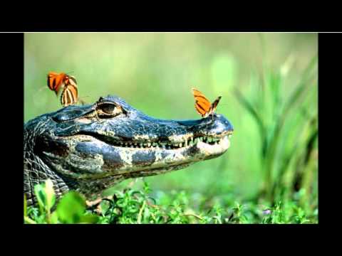 Voix Là le Caïman à lunette