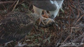 Sea EagleCAM~Bieliki Sydney - Dad ze śniadaniem 🐟, Lady karmi SE36 2025 10 27