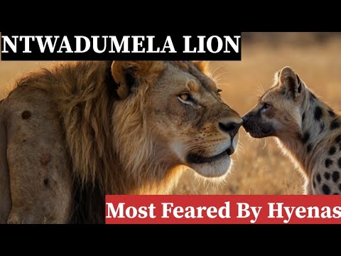 LION NTWADUMELA : THE LION MOST FEARED BY HYENAS