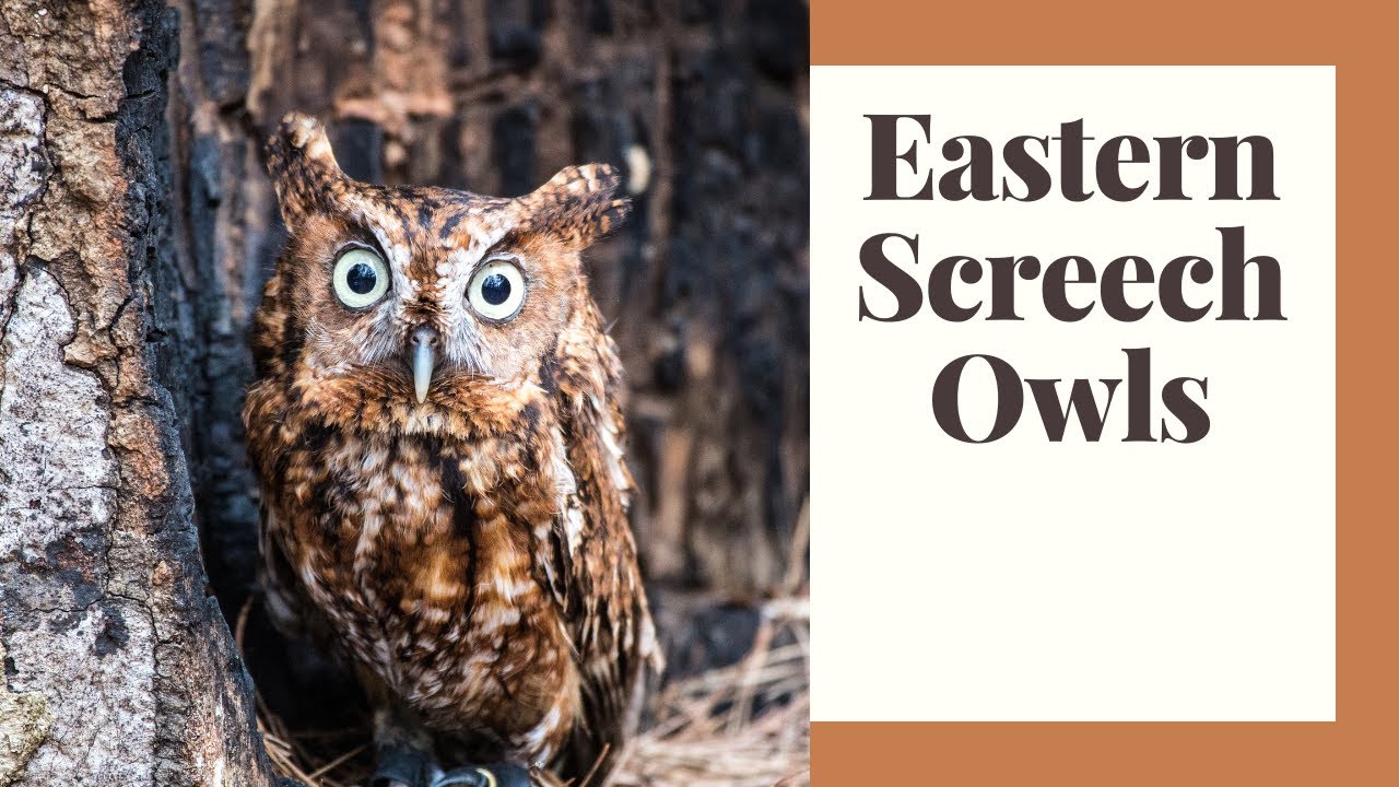 All About Eastern Screech Owls and 5 Ways To Attract Them