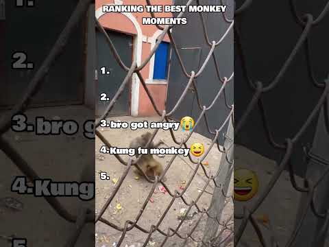 Ranking the Best Monkey Moments of All Time 🐵🔥