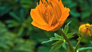 Flowers with IMMENSO