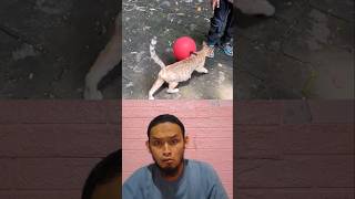 Download lagu balon juna dibawa kucing #trendingshorts #masukberanda #comedy #funny #lucu mp3