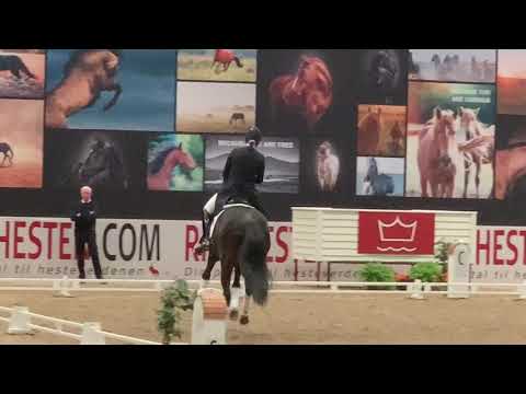 Blue Hors Farrell Hingstefremvisning lørdag