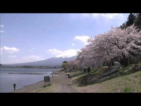 河口湖の桜（フルHD映像）Cherry Blossoms and Mt. Fuji