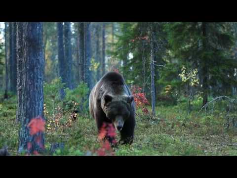 【アップコンバート検証！】クマの映像を加工して、さらに4Kに広げてみた