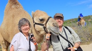 preview picture of video 'Cabo San Lucas, Mexico, Outback & Camel Ride 11-25-2013'