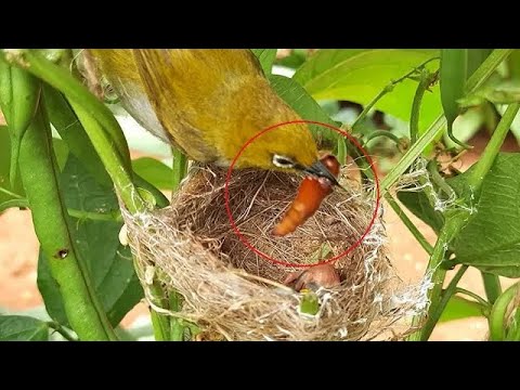 Baby's goes SENSELESS Eating FIRE COCOON | White Eye Birds in nest | full video 2