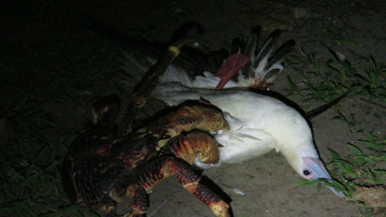 椰子蟹突襲式獵殺海鷗 巨鉗折翼分屍畫面驚人