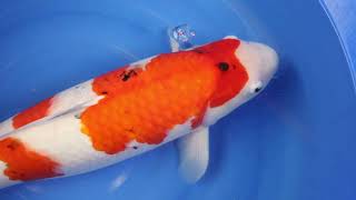 video van Sanke  2111009