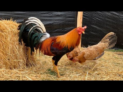 Perfection Yellow Leg Hatch - Grandview farm