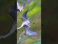 Crazy Chasing From Peregrine Falcon And Horrifying Scream From Great Blue Heron Peregrine Falcon