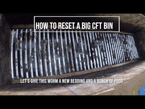 How to reset a mature big CFT BIN - Let's give those worms a new bedding and a lot of food.