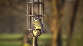 What happened to all the Birds?