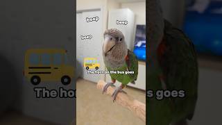 I'm a Cape Parrot - Kody Tells Us What Kind of Parrot He Is & More