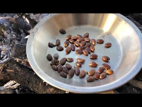 Wild Forage: Civil War Coffee (Fresh Roasted Coffee from Persimmon Seeds)