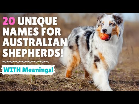 20 Awesome Names For Australian Shepherds