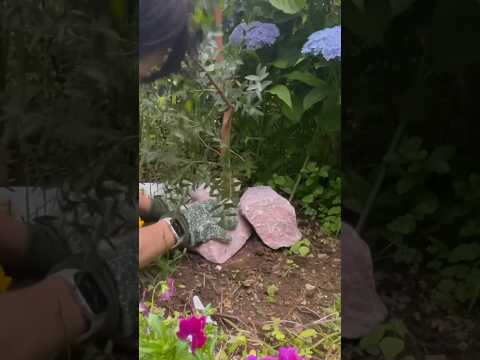 工業用プランテーション…本来の生物多様性を損なう? (ここ、スペインのビベイロ近郊、ガリシア州)