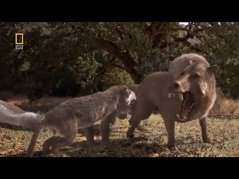 Killer Pig Entelodon (Daeodon) vs Amphicyon (Beardog) | Prehistoric Predators Episode 6