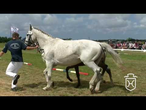 NF159 Stutfohlen von Cancara - Cartani - Calypso I