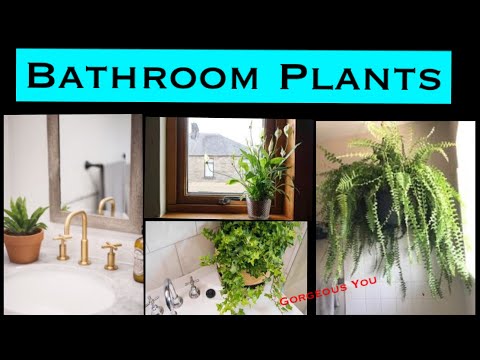 download lagu mp3 mp4 Air Purifying Plants For Bathroom, download lagu Air Purifying Plants For Bathroom gratis, unduh video klip Air Purifying Plants For Bathroom